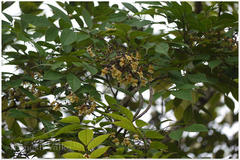 Stereospermum colais